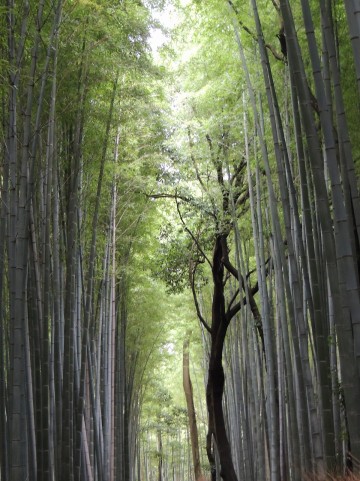 未来を生きるノン必要な力イメージ