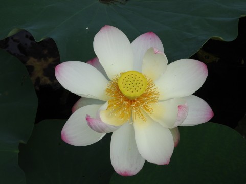 ご支援が花開くイメージ