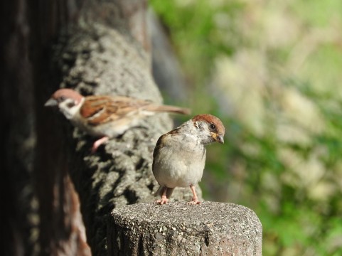 ご支援のイメージ雀