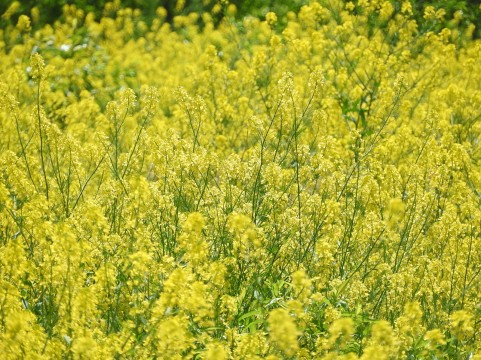 校務支援システムが花開いていくイメージ