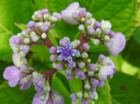 これから花開いていく様子