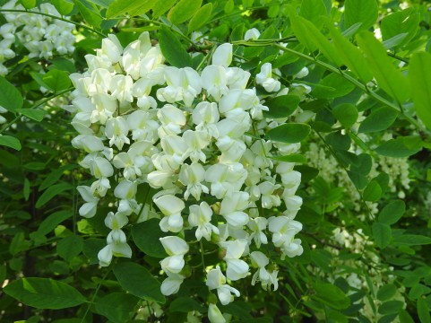 咲き誇る花が今後の発展を連想させるイメージ