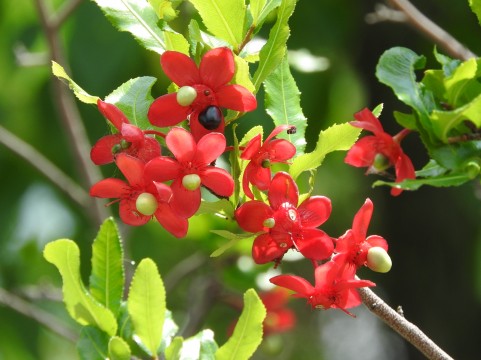 未来に向かって花開くイメージ